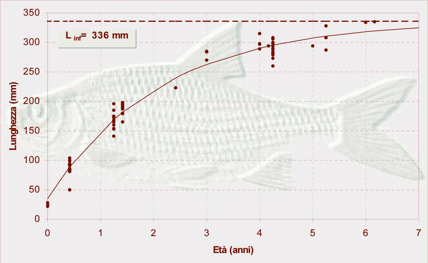 Figura 80: Relazione lunghezza-peso per il gardon; in rosa r la relazione r per le 19 femmine misurate Figura 81: Curva di accrescimento lineare e del gardon nel Lago Ceresio, esio, (modello di von
