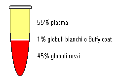 Composizione del sangue E costituito da una parte liquida (plasma) e da una parte corpuscolata Il plasma è formato per oltre il 90% di acqua, per il 7% di proteine di vario tipo e per il restante 3%