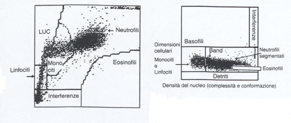 Asse delle ordinate: dimensione delle cellule Citogramma della perossidasi in un prospetto di Laser cell counters Gli eosinofili e i neutrofili hanno un elevato contenuto di perossidasi e sono
