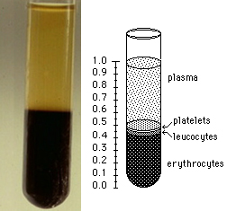 Un capillare eparinato contenente sangue è centrifugato a 5 per 10.000-15.000 RPM. Si valuta il rapporto tra plasma e globuli rossi sedimentati.