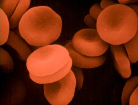 ERITROCITI (RBC) - Globuli rossi Gli eritrociti della maggior parte dei mammiferi: -Sono privi di nucleo -Si presentano come cellule di forma