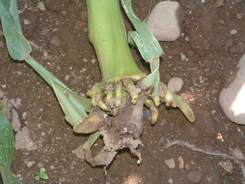 I punti di forza del sorgo Consente di interrompere la monosuccessione del mais L attività della diabrotica sul sorgo è inesistente (sia larve che adulti) (nelle parcelle di