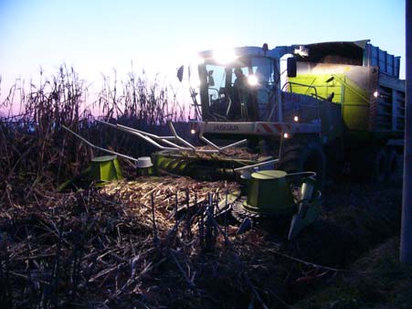 Sorgo da fibra: rotoballe