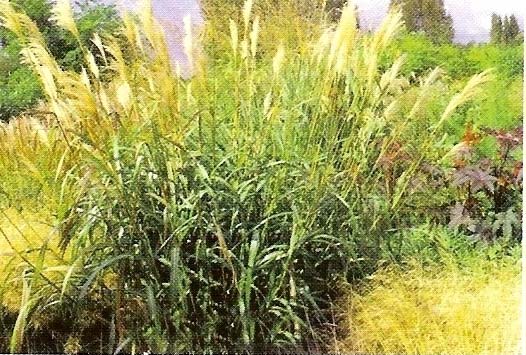 Miscanto Aspetti agronomici buona adattabilità buona competitività infestanti esigenze idriche simili all Arundo donax consumo N 60-100 kg N/Ha terreni freschi, profondi, sciolti, drenati Miscanto