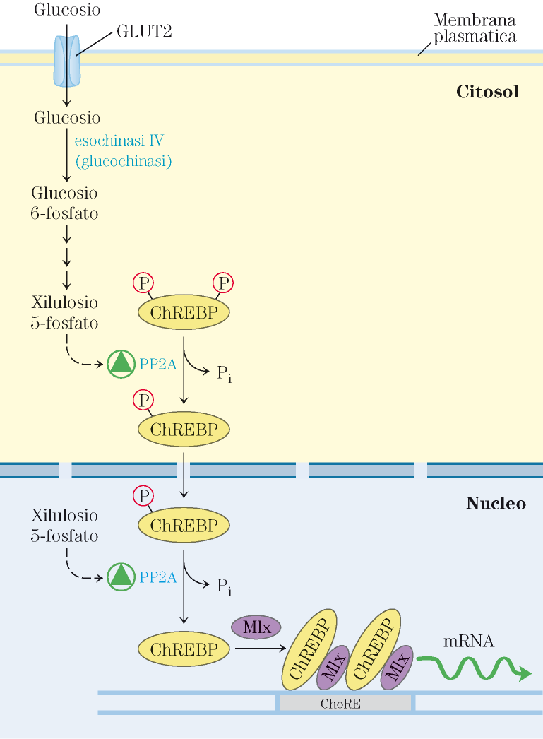 La sintesi degli enzimi lipogenici è indotta dal glucosio Epatocita L eccesso di glucosio nella dieta si trasforma in grasso ChRE (elementi di risposta ai carboidrati) regioni regolatorie dei geni
