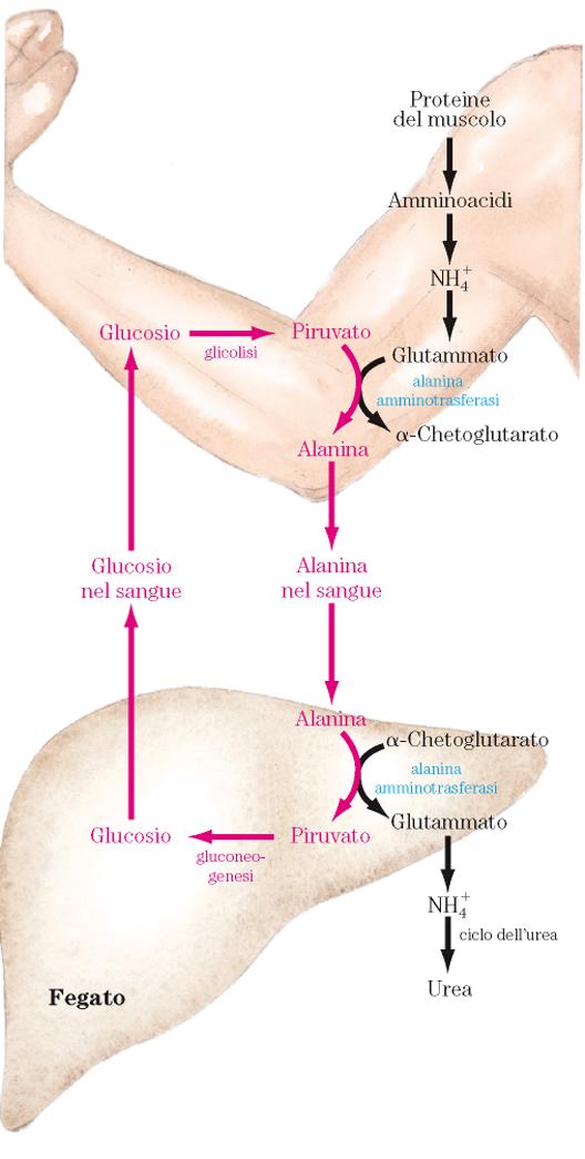 Ciclo glucosio/alanina Negli intervalli prolungati tra i pasti ha la funzione di regolare le variazioni delle concentrazioni di glucosio ematico Proteine