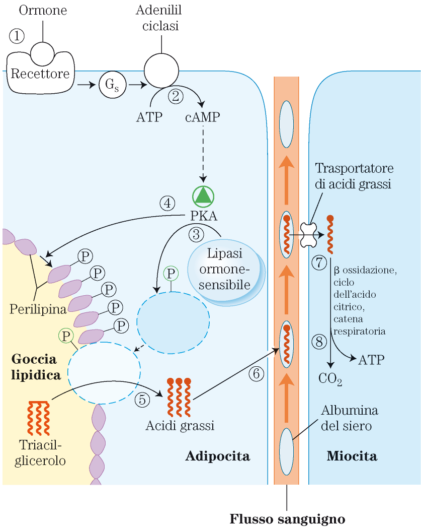 Tessuto adiposo Utilizza glucosio (trasportatore GLUT4) e acidi grassi come fonte di energia Utilizza glucosio eccedente per sintesi di TAG;
