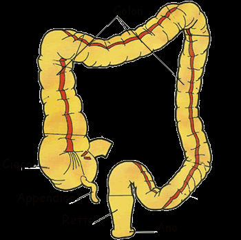 INTESTINO CRASSO! L'intestino crasso, lungo circa due metri, rappresenta la parte terminale del tubo digerente. Si divide in tre parti: CIECO, COLON e RETTO!