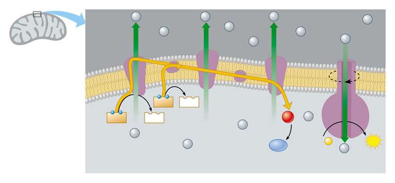 La fosforilazione ossidativa avviene accoppiando il trasporto degli elettroni alla chemiosmosi. Spazio intermembrana.