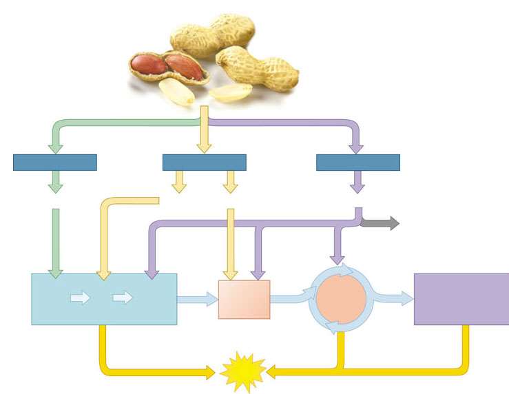 Gli organismi trasformano il cibo in energia: Alimento Carboidrati Grassi Proteine Zuccheri Glicerolo Acidi grassi Amminoacidi Gruppi