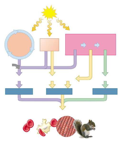 6.16 Le molecole alimentari forniscono i materiali grezzi per la biosintesi ATP Le cellule usano alcune molecole alimentari e intermedi dalla glicolisi e dal ciclo di Krebs come materiali grezzi