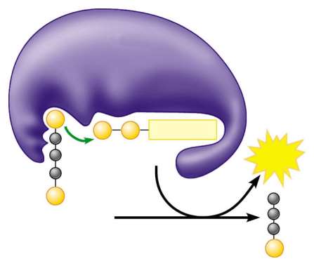 La glicolisi produce ATP mediante un processo chiamato fosforilazione a livello del substrato nel quale un gruppo fosfato è trasferito