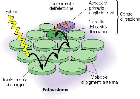 Complesso antenna e centro di reazione Nel cloroplasto la clorofilla ed i pigmenti accessori sono inglobati nei tilacoidi in unità di organizzazione definite e chiamate fotosistemi.