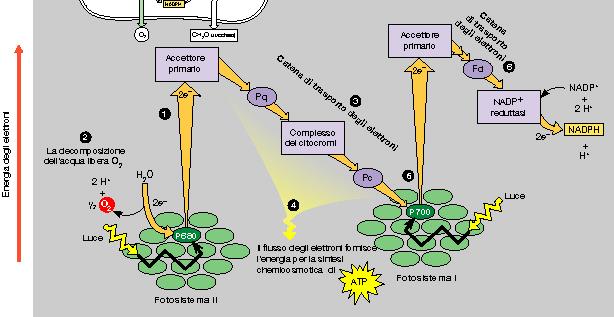 Prima fase: Fotosistema I (P 700 ) e Fotosistema II (P 680 ) I due fotosistemi sono collegati tra loro