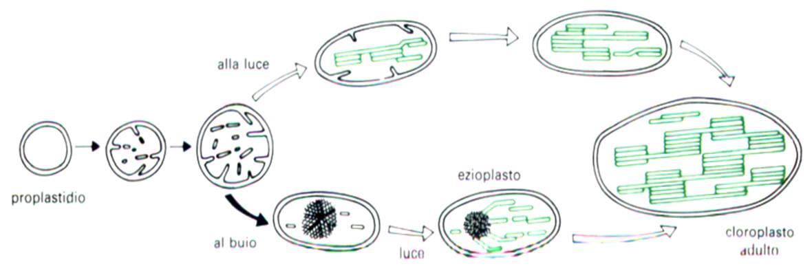 Sviluppo del Cloroplasto dal Proplastidio Quando lo sviluppo di un proplastidio in cloroplasto avviene in assenza di luce, nello stroma si sviluppano corpi prolamellari