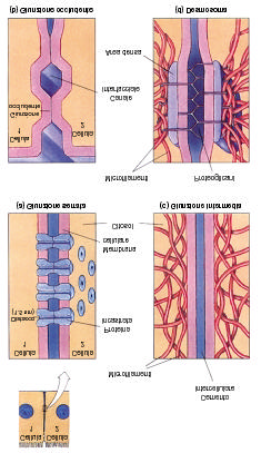 11. Meccanismi di unione cellulare. (a) In una giunzione serrata i legami delle proteine di membrana creano una connessione citoplasmatica tra le due cellule.