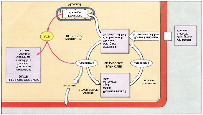 19. Turnover metabolico e