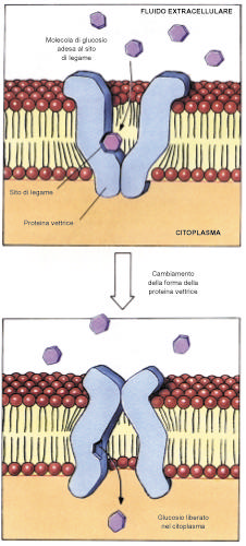 8. Diffusione facilitata In questo processo una molecola extracellulare come il glucosio si lega ad un sito recettoriale localizzato su