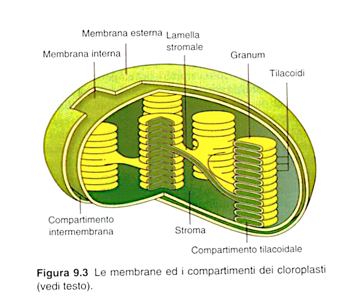 17/01/17 A differenza dei mitocondri, la membrana interna dei cloroplasti non ha le creste e non contiene i complessi del trasporto elettronico.