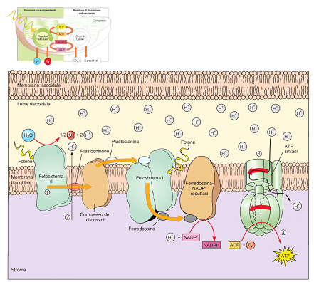 17/01/17 Sintesi di ATP e di NADPH nelle piante (Trasporto degli elettroni non ciclico - schema Z) La molecola di clorofilla del P680 perdendo un elettrone si ossida caricandosi positivamente P680+.