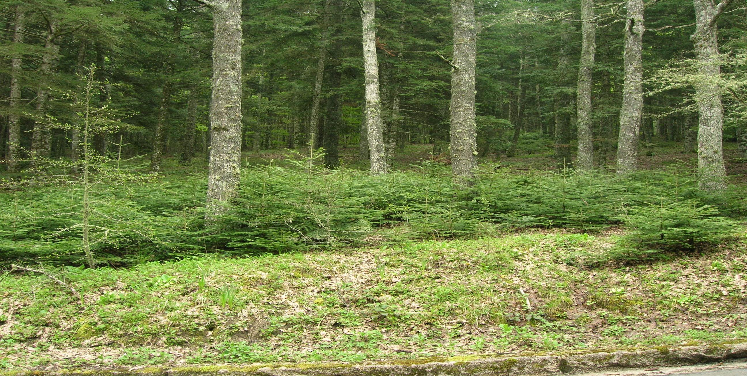 Abetina di Laurenzana Parco Nazionale