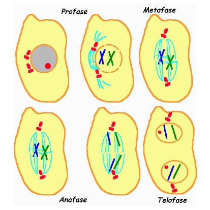 d) Telofase Schema del processo mitosico attraverso il