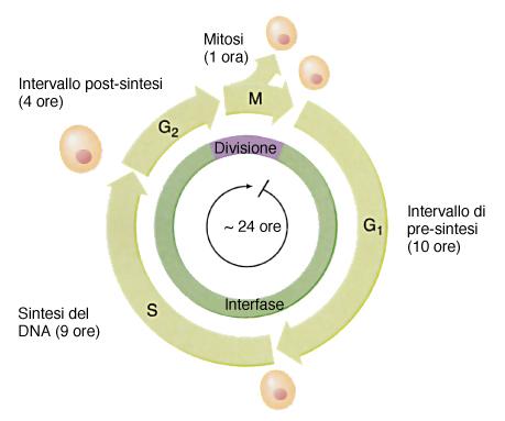 Ciclo cellulare di una cellula eucariotica In un organismo le fasi S, G2 ed M hanno