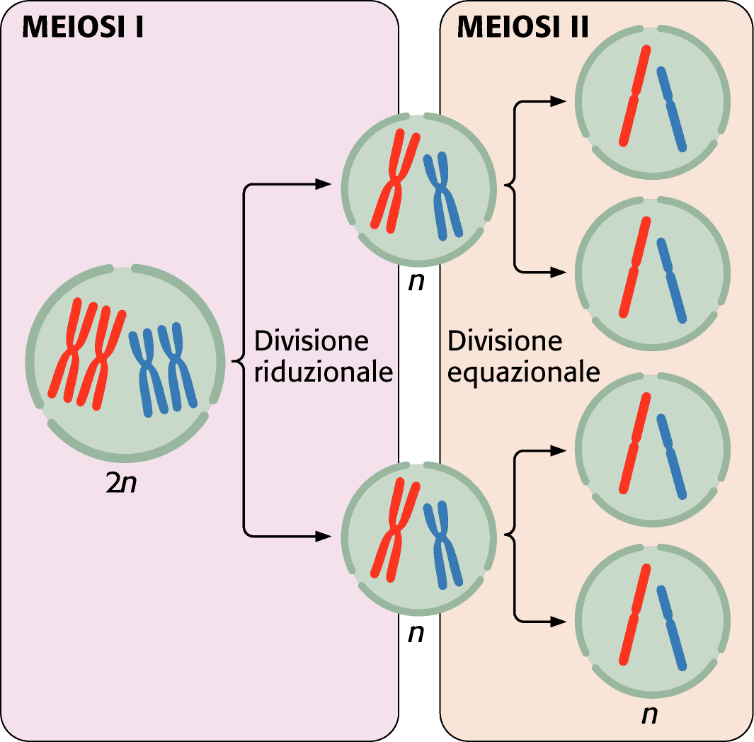 Meiosi La meiosi è una particolare divisione cellulare tipica delle cellule germinali degli organismi eucariotici a riproduzione sessuale.