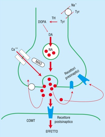 2 FARMACOLOGIA CELLULARE E MOLECOLARE Fig. 2.19. Sintesi, liberazione, ricaptazione e degradazione della noradrenalina dal neurone adrenergico. F. ROSSI V. CUOMO C.