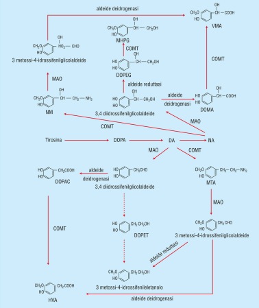 2 FARMACOLOGIA CELLULARE E MOLECOLARE Fig. 2.17. Metabolismo della noradrenalina e della dopamina. F. ROSSI V. CUOMO C.