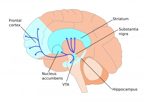 I neuroni dopaminergici sono suddivisi in 3 gruppi principali: nigrostriatali (controllano tono muscolare e coordinazione motoria).
