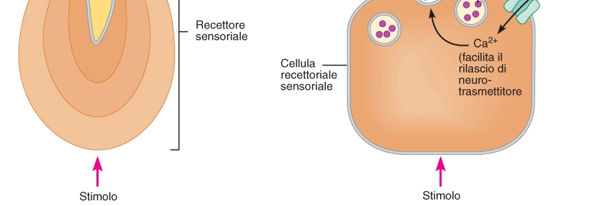 Recettore del I tipo: costituito direttamente dalla terminazione della fibra nervosa afferente.