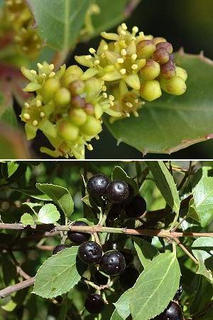 Rhamnus