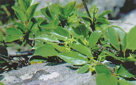 Rhamnus