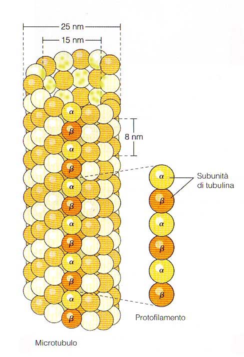 Citologia BCM /BU I microtubuli La tubulina è un dimero di p.m. 110.000, formato da due subunità di sequenza amminoacidica simile, chiamate tubulina α e tubulina ß.