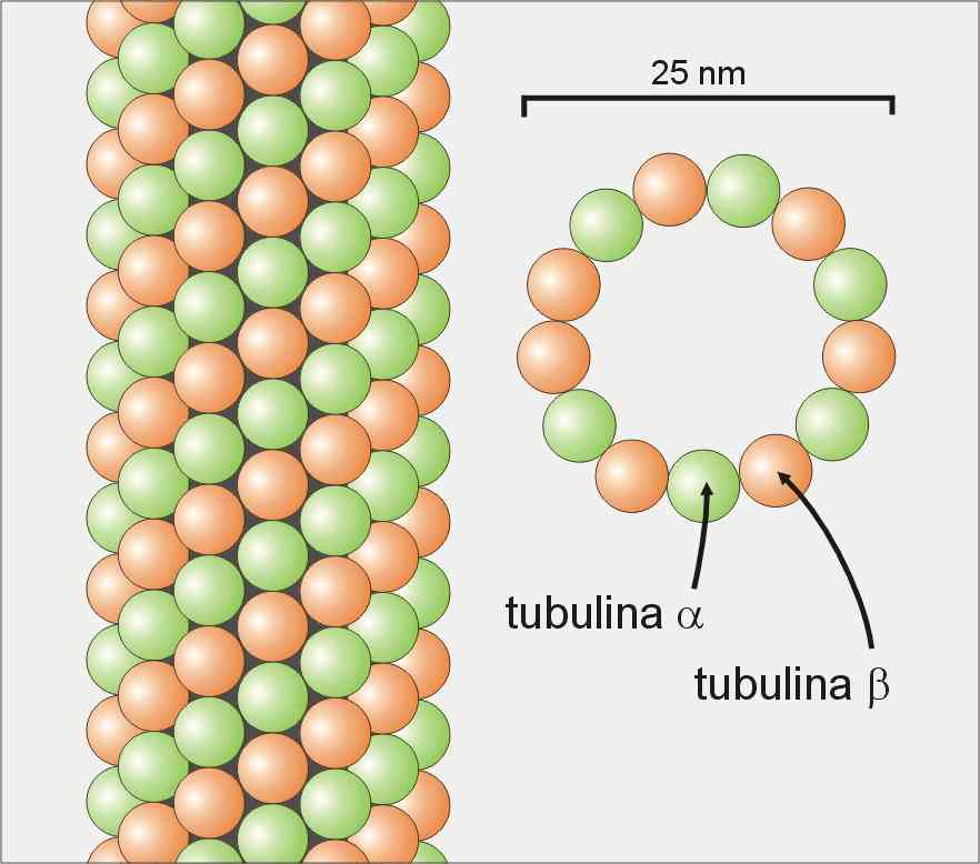 struttura del microtubulo