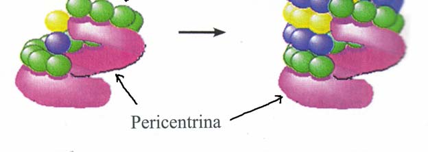 Citologia BCM /BU Centro Organizzatore dei Microtubuli Il materiale pericentriolare presenta due proteine: - La tubulina γ - La pericentrina -Le due proteine sono
