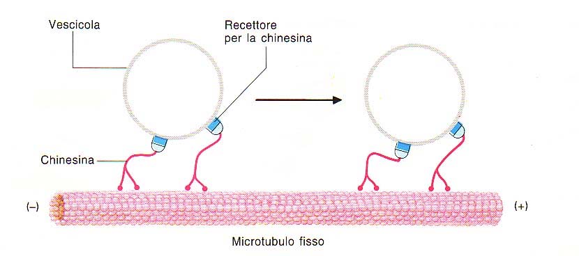 Citologia BCM /BU Movimento intracellulare La chinesina si muove verso la porzione positiva mentre la dineina