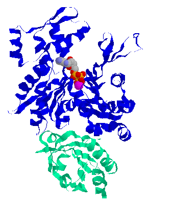 Profilin has a role in regulating actin polymerization. Profilin forms a 1:1 complex with G-actin.