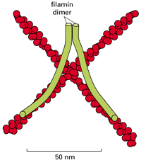 molecole di filamina servono a fare da ponte tra due microfilamenti che si