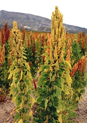 PRIME MATERIE: CEREALI E NON SOLO GLI PSEUDO-CEREALI: LA QUINOA Un testimone di biodiversità dalla Bolivia: con 5000 anni di storia e 4000 metri di altitudine questa pianta erbacea della stessa