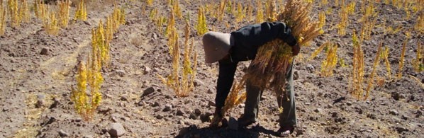 PRIME MATERIE: CEREALI E NON SOLO GLI PSEUDO-CEREALI: LA QUINOA IL PRODUTTORE.