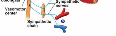 IL MASSAGGIO SENO-CAROTIDEO La manovra ambulatoriale