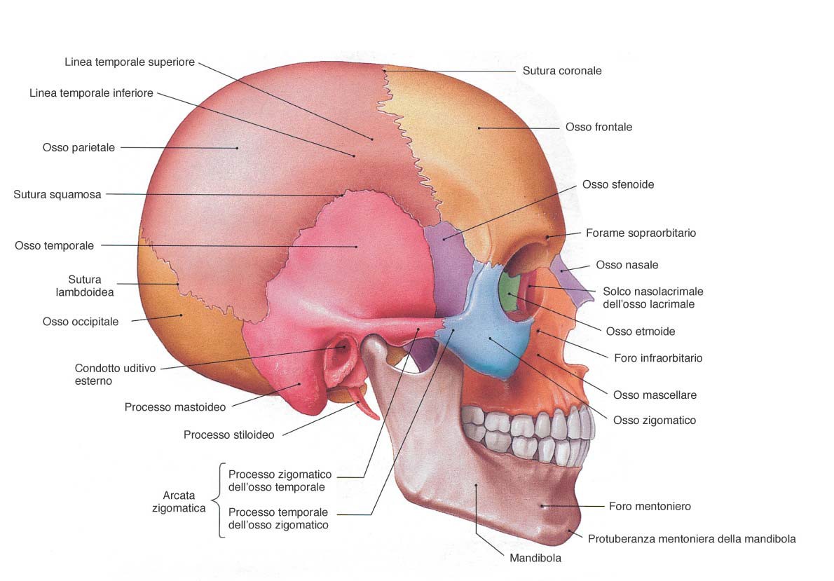 Il cranio Le ossa craniche (neurocranio) frontali