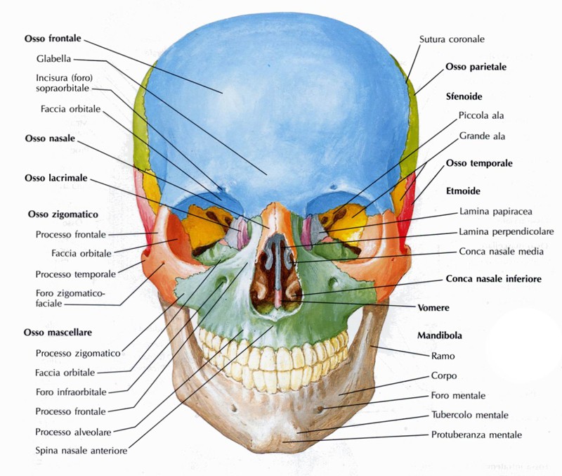 Il cranio Le ossa facciali nasali;