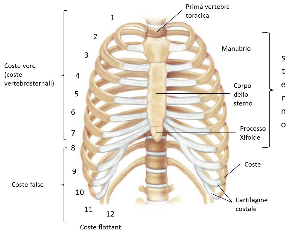 La regione toracica La gabbia toracica è formata da sterno: osso stretto e piatto posto al centro della parete toracica anteriore;
