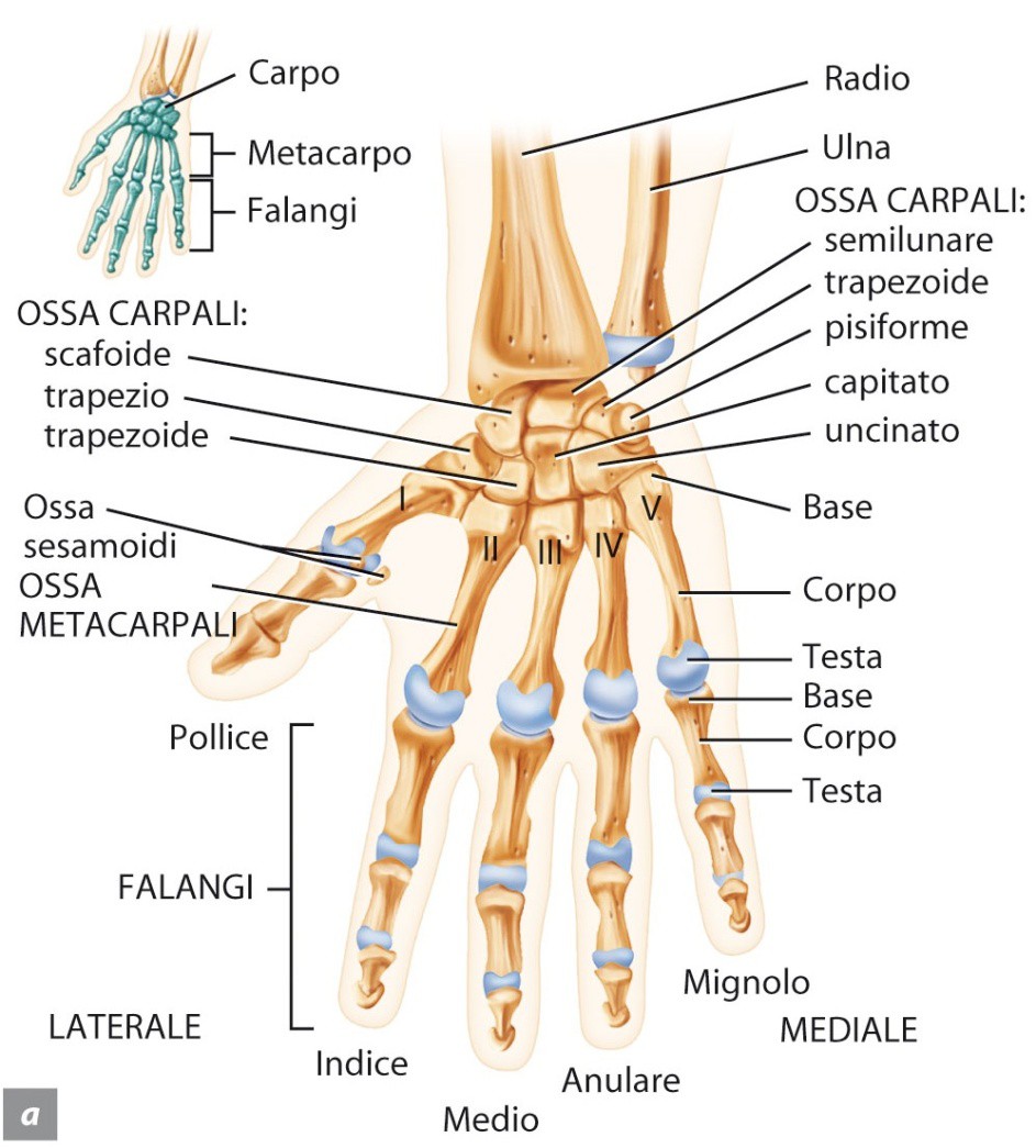 Gli arti superiori Il carpo, o polso, contiene le ossa carpali, tenute insieme da legamenti.