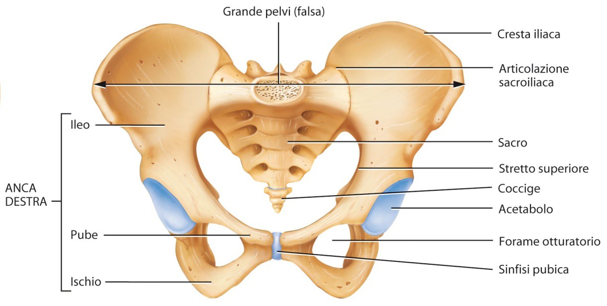 La cintura pelvica Le due ossa iliache formano la cintura pelvica che connette gli