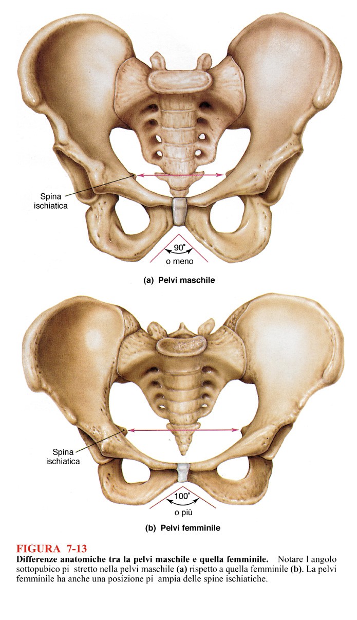 ART. SACROILIACA (DIARTROSI) Artrodia (Articolazione piana) Legamenti sacroiliaco anteriore e posteriore SINFISI