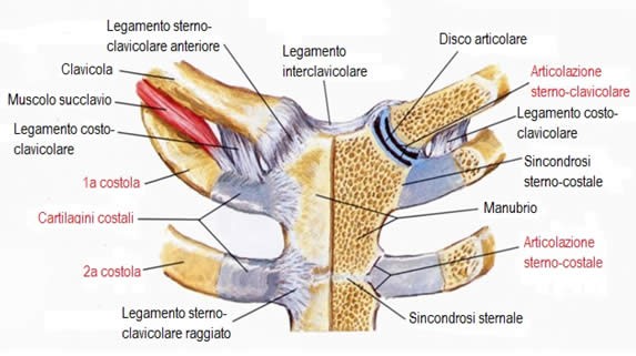 Sinartosi cartilaginee I due tipi di articolazioni cartilaginea sono: Sincondrosi, in cui il tessuto connettivo è costituito da cartilagine